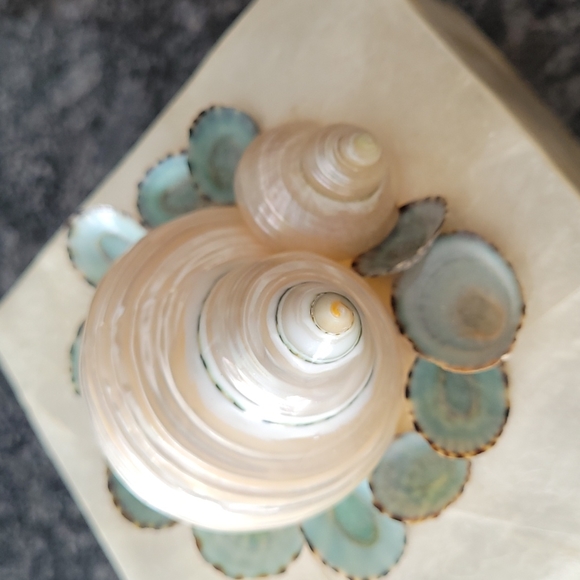 Marjorie Bloom Shell Trinket Box - Picture 11 of 11